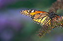 wiseman_Butterfly